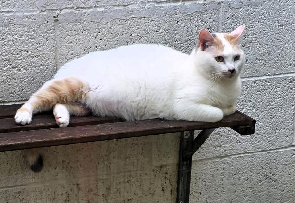 POLLY GATTINA DOLCISSIMA Foto 5